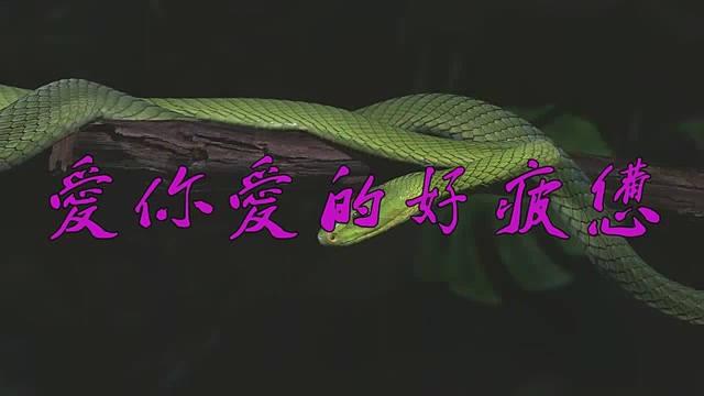 婚庆经典歌曲_婚庆歌曲大全_婚庆大全歌曲有哪些